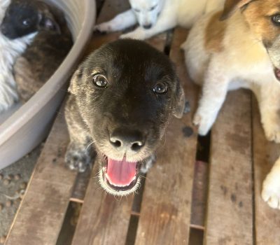BROWNIE (19)
