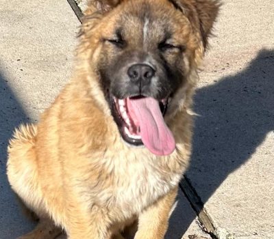 ETTORE (1)