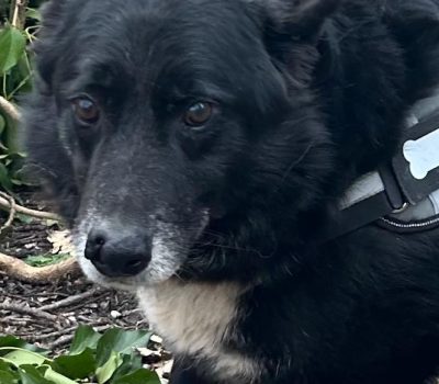 Lupo (1)
