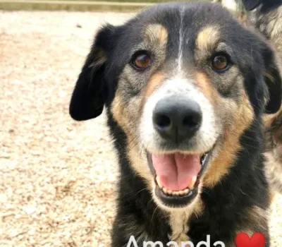 amanda-1-450x-crop-62-0-29-5-q80