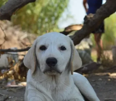 ares-3-681x1024-450x-crop-42-5-34-4-q80