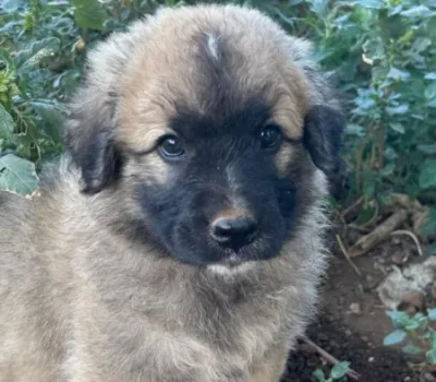 balu-4-612x1024-450x-crop-52-7-38-3-q80