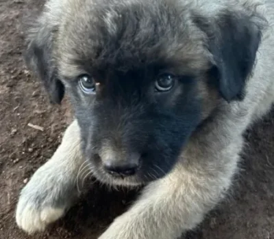bob-6-508x1024-450x-crop-47-8-50-0-q80