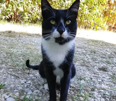 felix-1-918x1024-450x-crop-52-7-27-8-q80