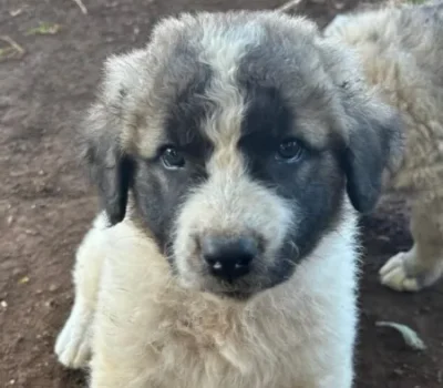 milo1-1-634x1024-450x-crop-52-6-39-8-q80