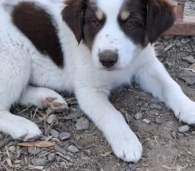 simba-