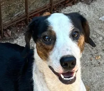 tobby-1-528x1024-450x-crop-63-5-32-7-q80