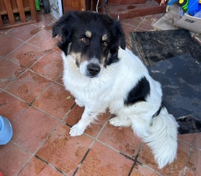 tommy(2).
